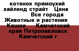 котенок прямоухий  хайленд страйт › Цена ­ 10 000 - Все города Животные и растения » Кошки   . Камчатский край,Петропавловск-Камчатский г.